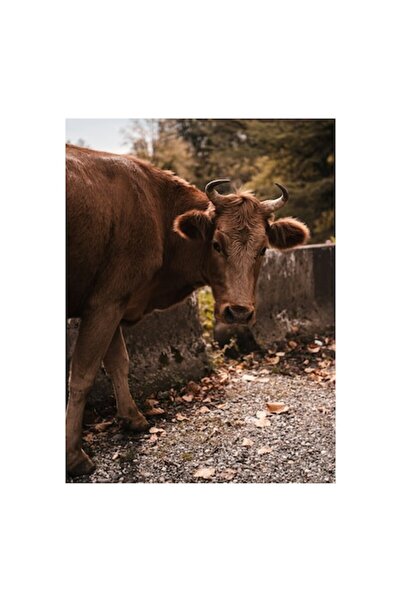 OEM Pictură pe pânză - Vacă privind apusul de toamnă, 50 x 90cm