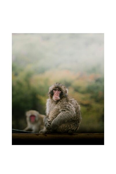 OEM Tablou Canvas, 'Maimute odihnindu-se in natura', 50 x 90cm