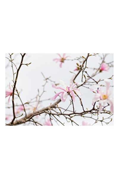 OEM Tablou Canvas, 'Muguri si flori de primavara', Flori, Roz, Ramuri, Muguri...