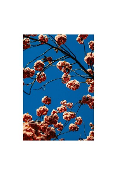 OEM Pictură pe pânză, „Parfum de flori pe cerul azuriu”, 50 x 50cm