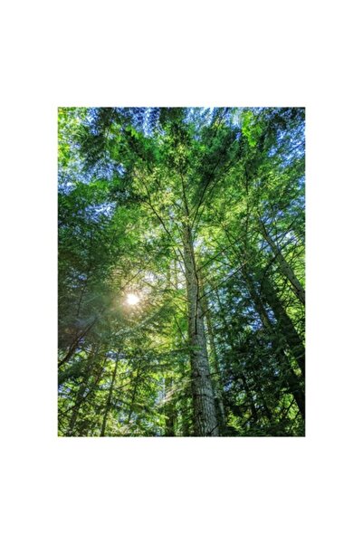 OEM Tablou Canvas Premium: Lumina dintre Pini