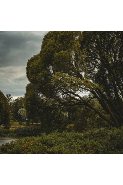 OEM Pictură pe pânză, „Copacul singuratic sub un cer înnorat”