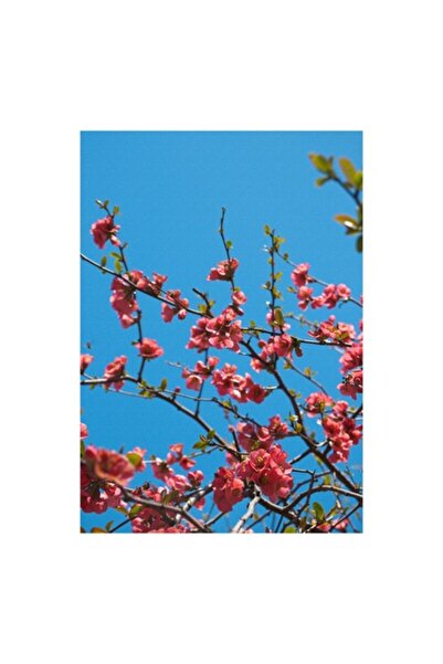 OEM Tablou Canvas, 'Flori de primavara sub cer senin'