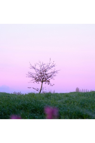 OEM Tablou Canvas, 'Copacul singuratic sub cerul roz', 100 x 100 cm