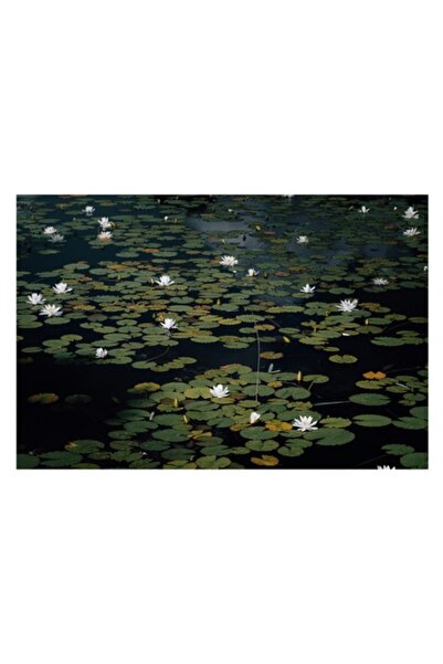 OEM Pictură pe pânză, „Liniștea lacului cu nuferi albi”, Flori, Nufăr, Apă,