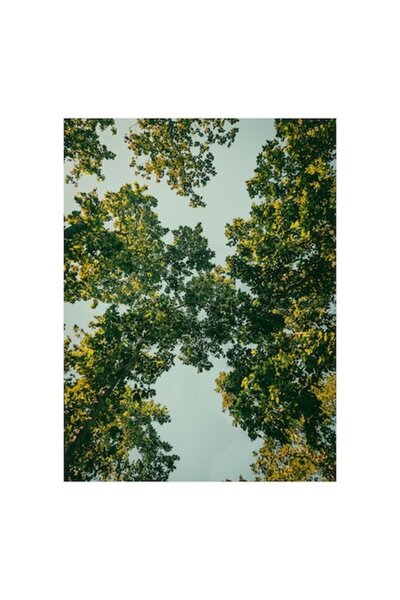 OEM Pictură pe pânză, „Privind cerul prin frunziș verde”, Natură, Copaci, Lum...