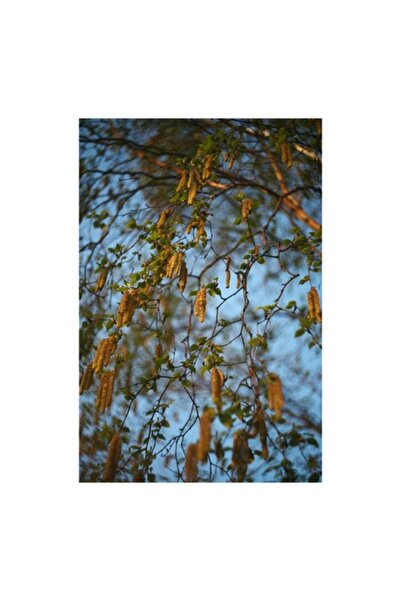 OEM Tablou Canvas, 'Primavara in ramurile unui mesteacan', 50 x 90cm