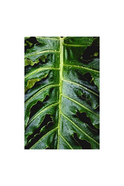 OEM Tablou Canvas, Frunza tropicala stralucind in ploaie