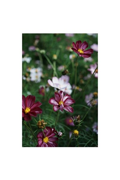 OEM Tablou Canvas, "Flori colorate in dansul vantului", 26 x 39cm