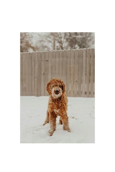 OEM Pictură pe pânză, „Câinele de companie în zăpada albă”, Câine, Zăpadă, Gard, Iarnă, Ninge, Blană creță, Curte