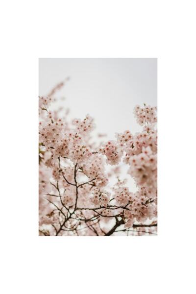 OEM Tablou Canvas, Flori de primavara inflorind sub cer