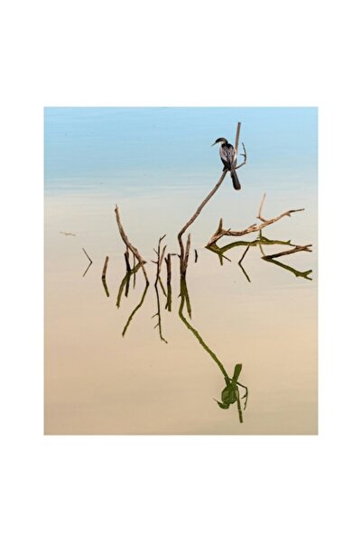 OEM Pictură pe pânză, „Pasăre solitară pe o ramură reflectantă”, Natură, Seninătate, Reflecție, Pasăre, Calm, Ceapă