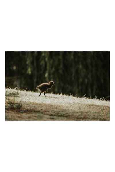 OEM Tablou Canvas, 'Pui de rata pe pajiste insorita', Verdeata, Natura