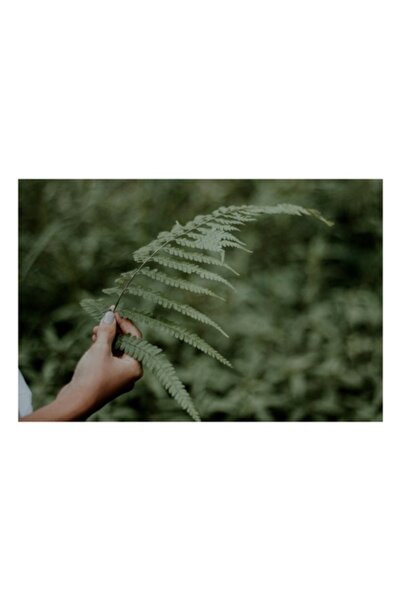 OEM Pictură pe pânză, „Frumusețea simplității”, Mână, Ferigă, Verde, Natură, Eleganță, 70 x 50cm