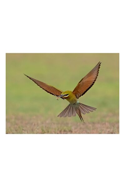 OEM Tablou Canvas, Vanator in zbor de primavara