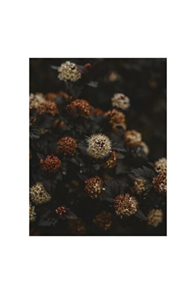 OEM Tablou Canvas, 'Flori misterioase in amurg tomnatic', 100 x 100cm