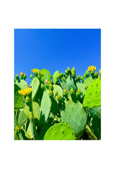 OEM Tablou Canvas, 'Flori de cactus sub cer senin'