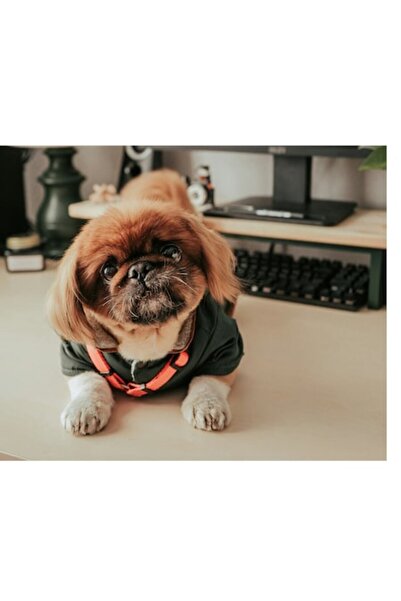 OEM Canvas Painting - 'The Smiling Pekingese at the Desk', 54 x 39 cm