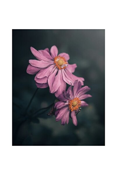 OEM Tablou Canvas, 'Petale dansând sub lumina lunii'