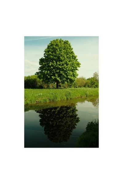 OEM Pictură pe pânză, „Armonie copac cu reflexii de apă”, Natură, 39 x 54cm