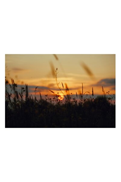 OEM Tablou Canvas, „Apus de soare peste o câmpie liniștită”, Apus de soare, Tabără, Siluetă, Cer, Iarbă, Floare, Lumină,