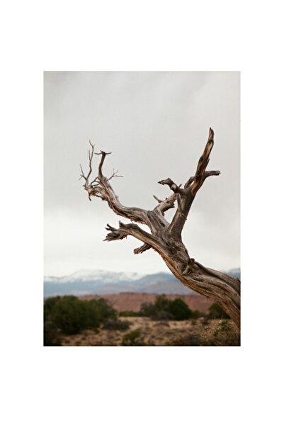 OEM Tablou Canvas, "Dansul singuratic al copacului uscat", 50 x 50cm