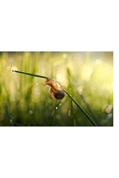 OEM Pictură pe pânză, „Melcul și roua strălucitoare a dimineții”, Melc, Rouă,...