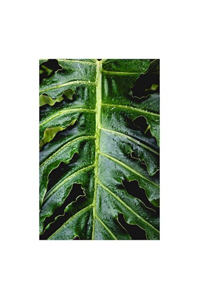 OEM Tablou Canvas, Frunza tropicala stralucind in ploaie