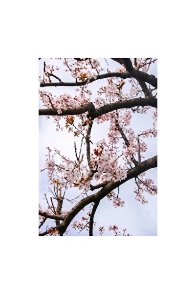 OEM Pictură pe pânză, „Flori de cireș înflorind sub cer senin”