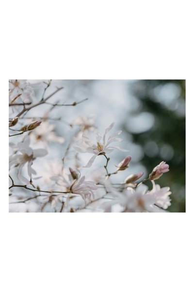 OEM Tablou Canvas, "Flori albe sub cer senin", 90 x 50cm