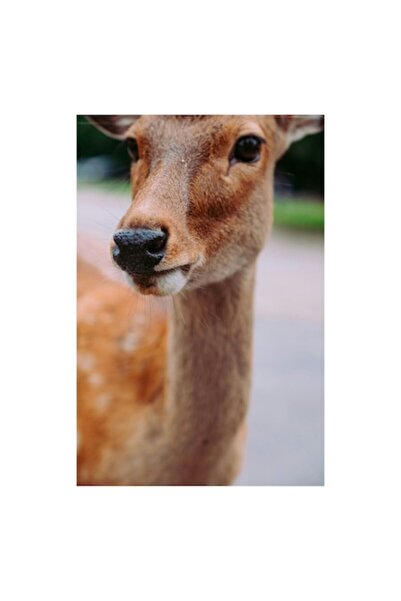 OEM Tablou Canvas, "Observand lumea din padurea fermecata", 100 x 100cm