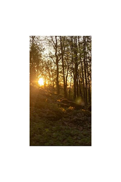 OEM Tablou Canvas, "Apus luminand padurea de primavara"