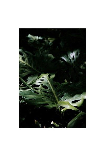 OEM Tablou Canvas, "Lumina misterelor din jungla intunecata", 50 x 90cm