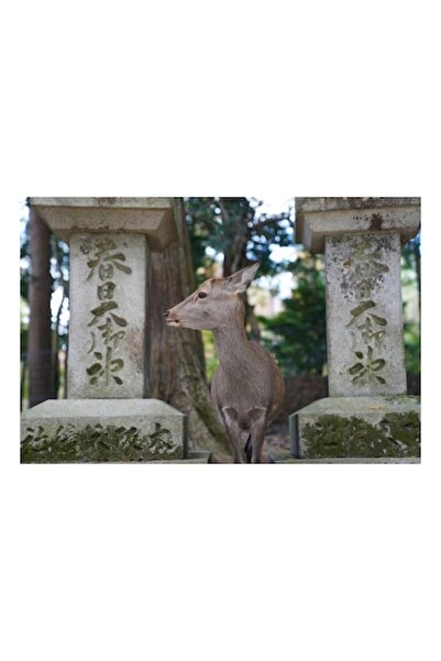 OEM Tablou Canvas, Caprioara printre altare vechi in padure