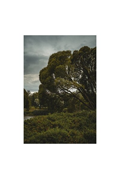 OEM Pictură pe pânză, „Copacul singuratic sub cerul înnorat”, 50 x 90 cm