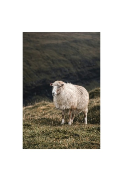 OEM Tablou Canvas, "Oaia singuratica pe deal inverzit", 50 x 90cm