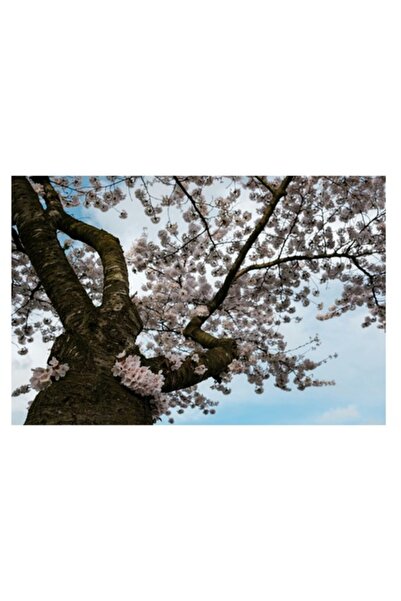 OEM Tablou Canvas, "Flori de cires in primavara", 100 x 100cm