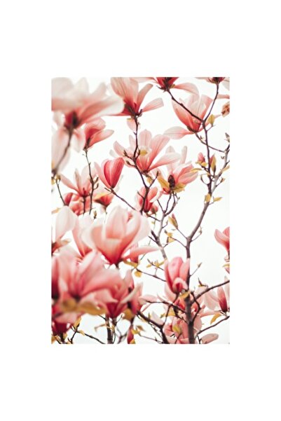 OEM Tablou Canvas, Floare de magnolie in primavara