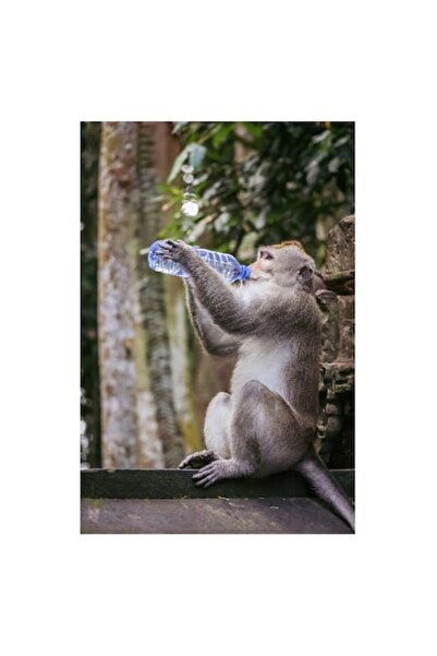 OEM Tablou Canvas, 'Maimuta insetata si apa vietii', 26 x 39 cm