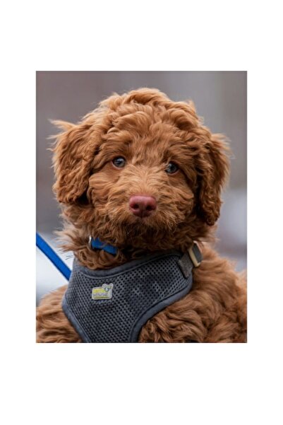 OEM Pictură pe pânză, „Cățelușul cu blană pufoasă”