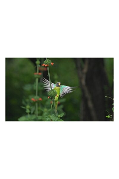 OEM Tablou Canvas, 'Papagal in zbor printre flori verzi', Pasare, Verde, Arip...