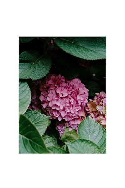 OEM Tablou Canvas, "Hortensii roz printre frunze verzi", 50 x 70cm
