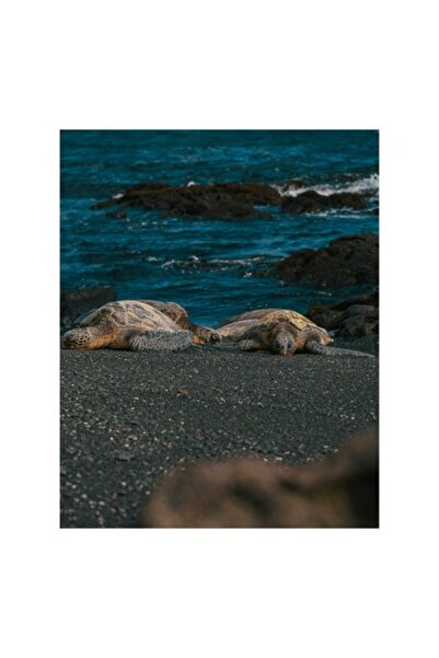 OEM Pictură pe pânză, „Țestoase odihnindu-se pe plaja neagră”, Țestoasă marin...
