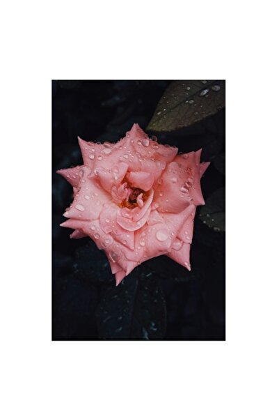 OEM Pictură pe pânză „Trandafir fermecător după ploaie de vară”