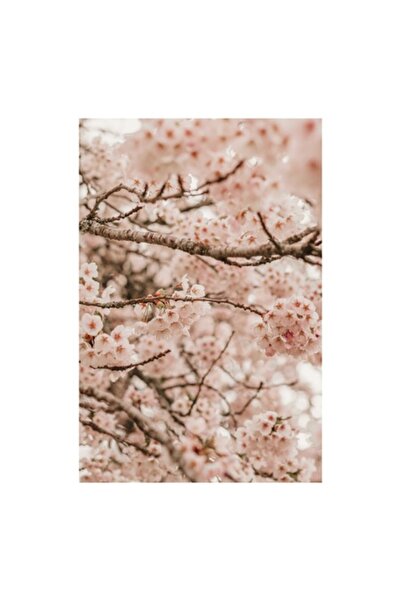 OEM Tablou Canvas, Floarea ciresului sub cerul primaverii, 50 x 50 cm