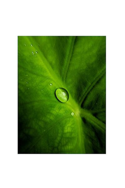 OEM Tablou Canvas, "Picatura de roua pe frunza verde", 50 x 50cm
