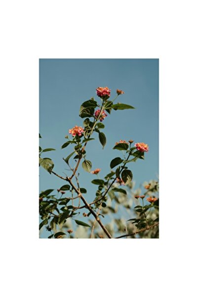 OEM Tablou Canvas, 'Flori delicate sub cer senin'