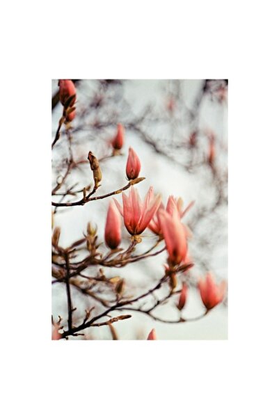 OEM Tablou Canvas, "Muguri de magnolie in lumina blanda", 39 x 54cm