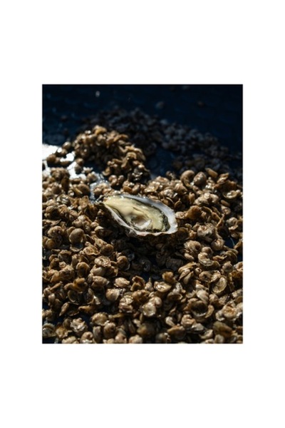 OEM Pictură pe pânză, „Scoică strălucitoare înconjurată de perle”, 100 x 100cm
