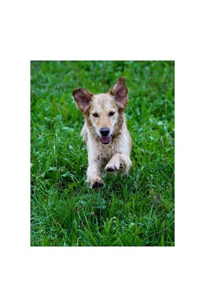 OEM Tablou Canvas, 'Catelus jucaus alergand prin iarba'